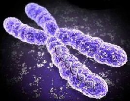 The X Chromosome Itself